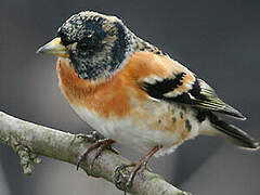 Brambling