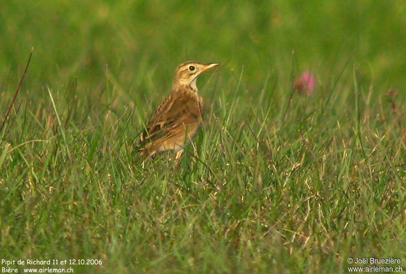 Pipit de Richard