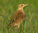 Pipit de Richard