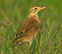 Richard's Pipit