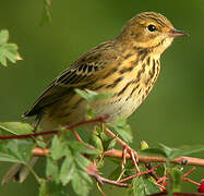 Tree Pipit