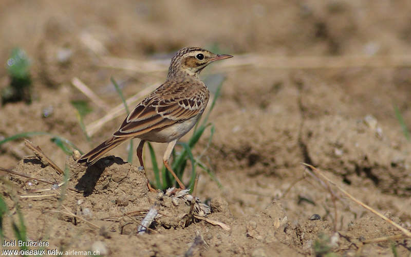 Pipit rousseline1ère année, identification