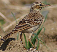 Tawny Pipit