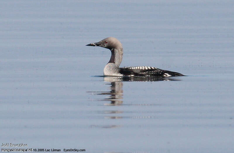 Plongeon arctiqueadulte, identification