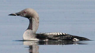 Black-throated Loon