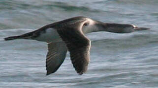 Red-throated Loon