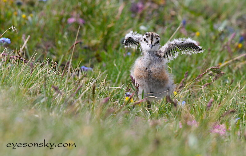 Eurasian DotterelPoussin