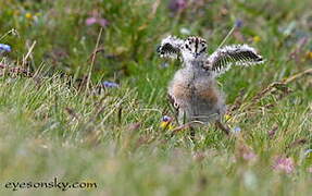 Eurasian Dotterel