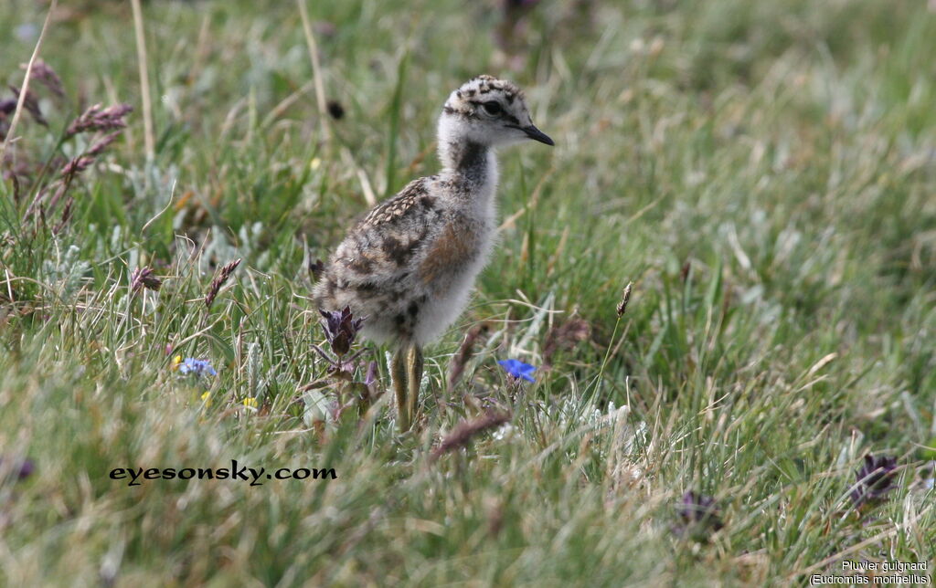 Eurasian DotterelPoussin