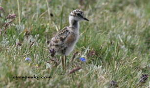 Eurasian Dotterel