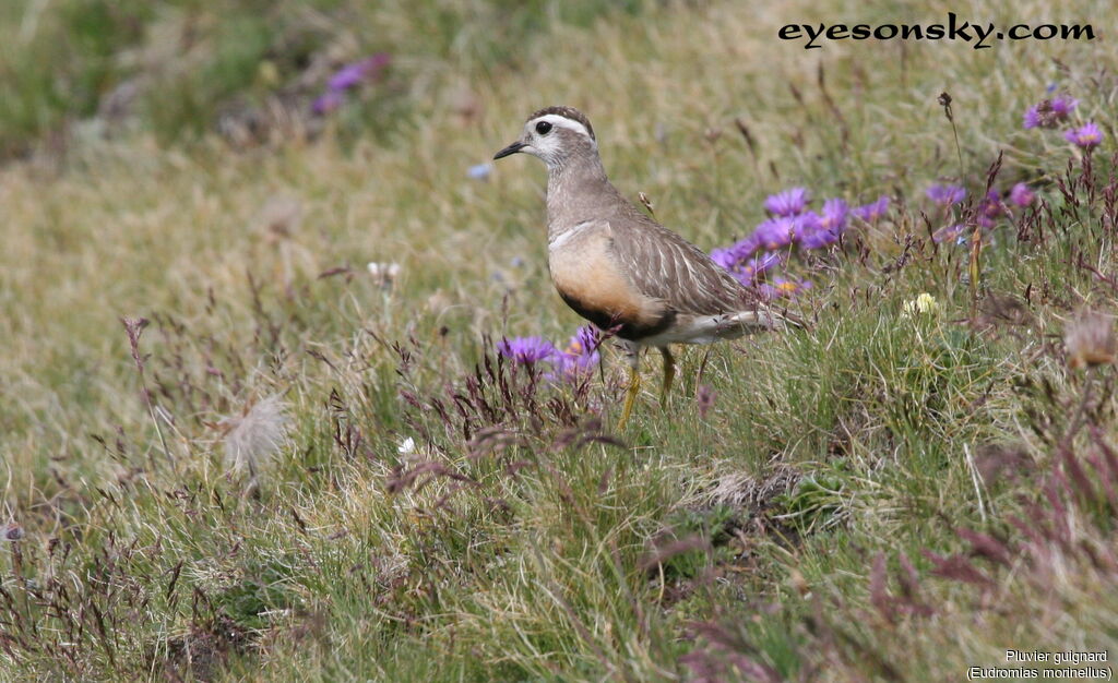 Eurasian Dottereladult