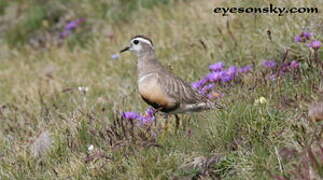 Eurasian Dotterel