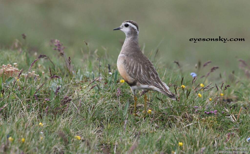 Eurasian Dottereladult