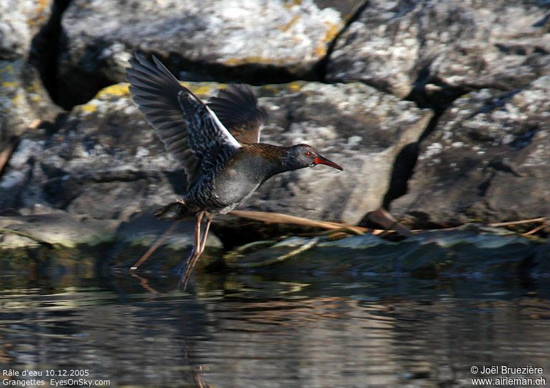 Water Rail, Flight