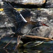 Water Rail