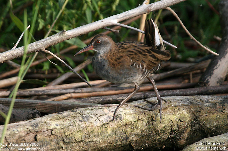 Water Rail