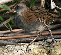 Water Rail