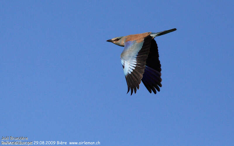 European Rolleradult, Flight