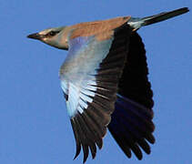 European Roller