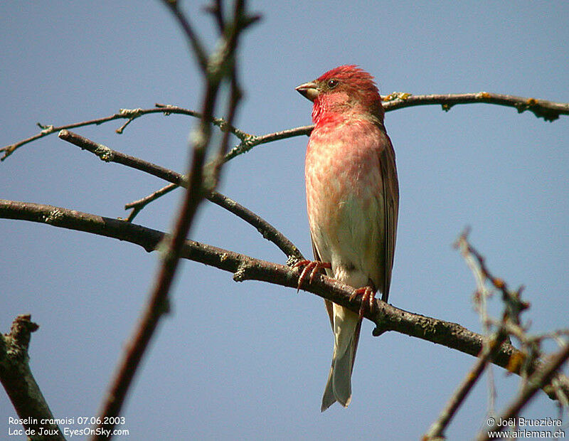 Roselin cramoisi mâle adulte, identification