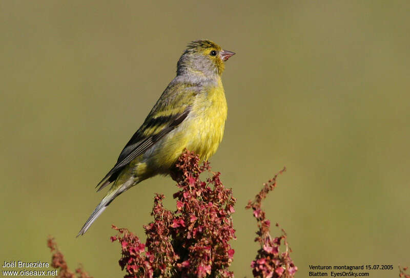 Citril Finch male adult, feeding habits, eats