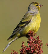 Citril Finch