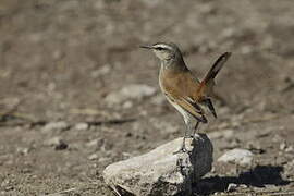 Kalahari Scrub Robin