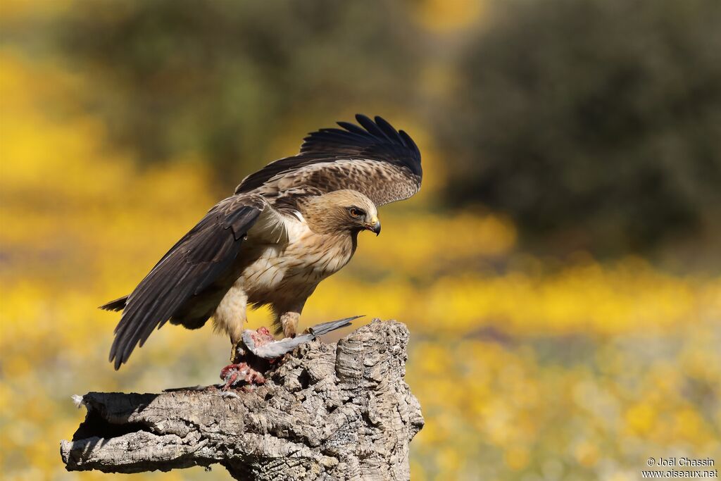 Booted Eagle, identification, eats