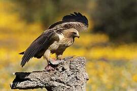 Booted Eagle