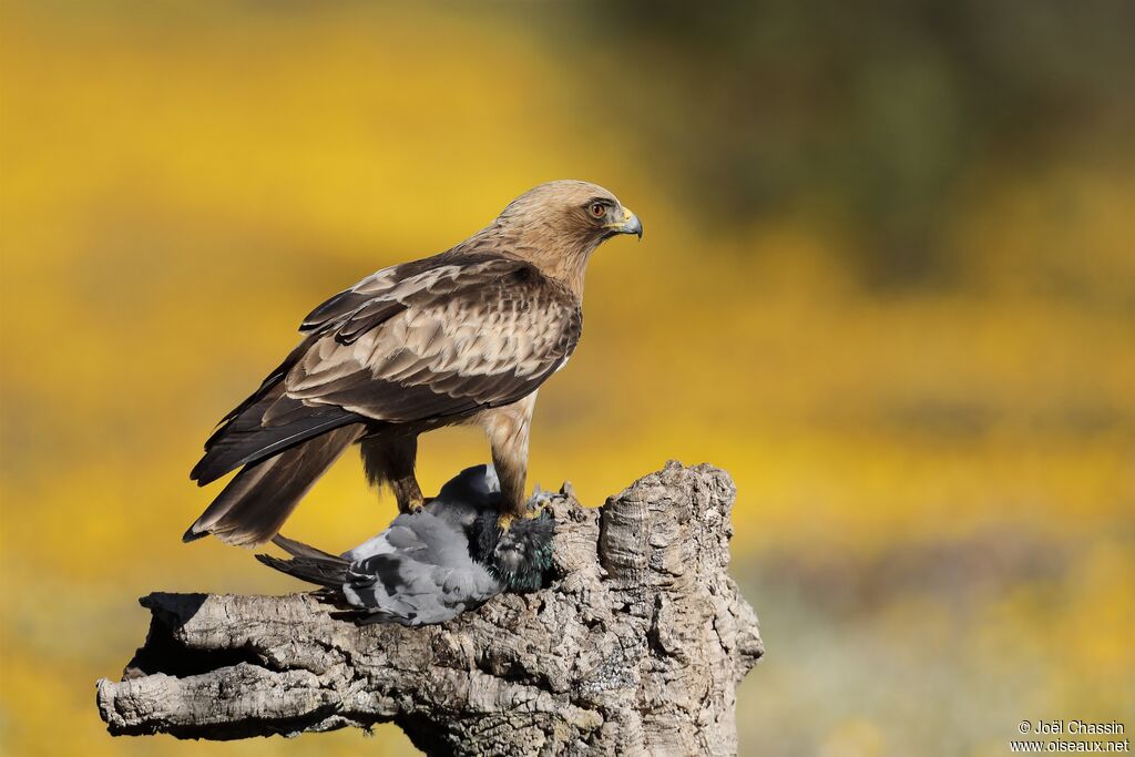 Aigle botté, identification, mange