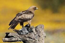 Booted Eagle