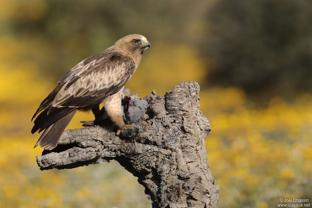 Aigle botté, identification, mange