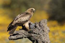 Booted Eagle