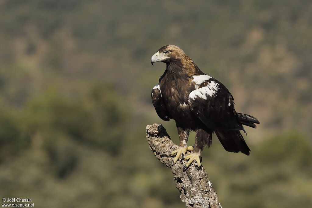 Spanish Imperial Eagle, identification