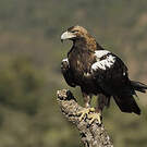 Aigle ibérique