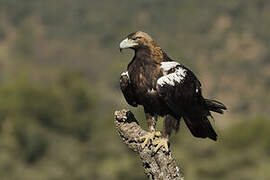 Aigle ibérique