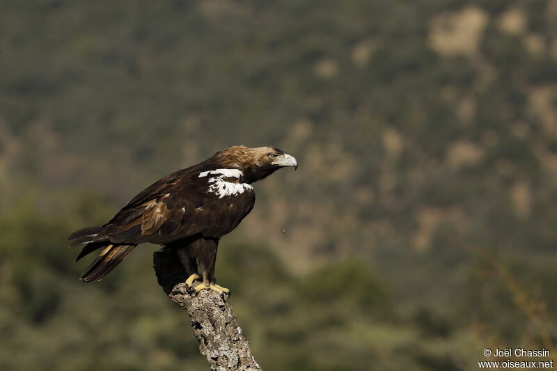 Spanish Imperial Eagle, identification