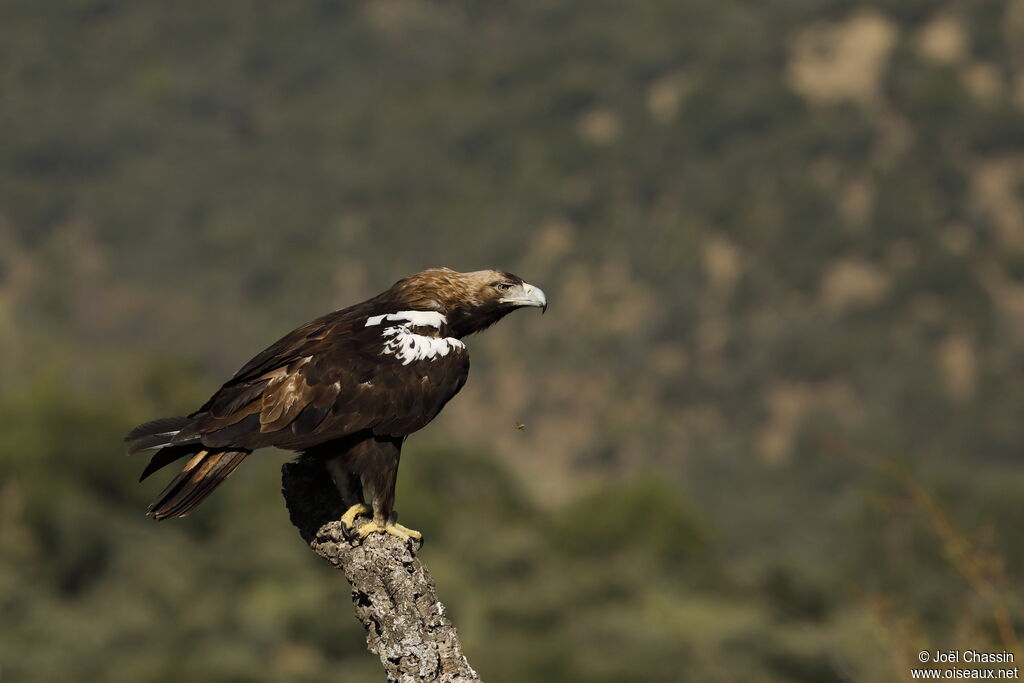 Aigle ibérique, identification