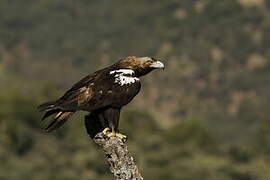 Spanish Imperial Eagle