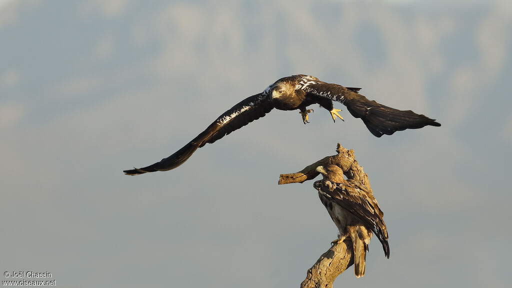 Spanish Imperial Eagle, identification