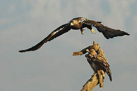 Spanish Imperial Eagle