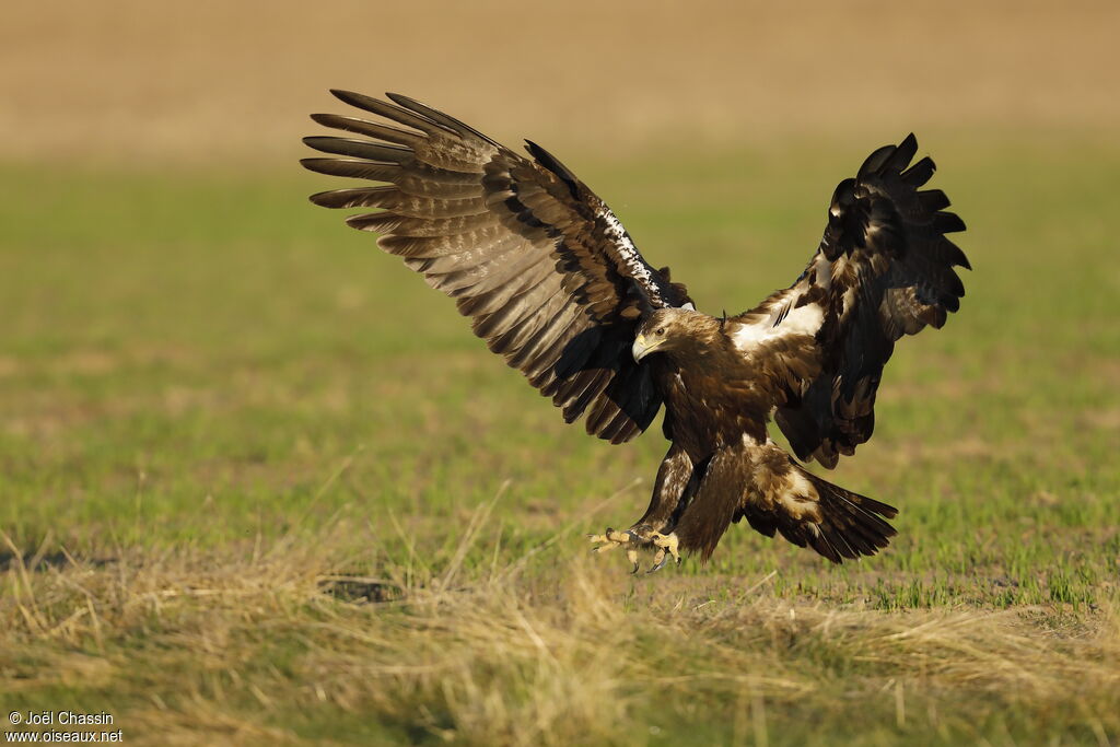 Aigle ibérique, Vol