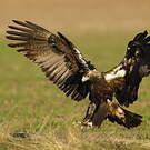 Aigle ibérique