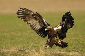 Spanish Imperial Eagle