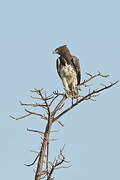 Martial Eagle