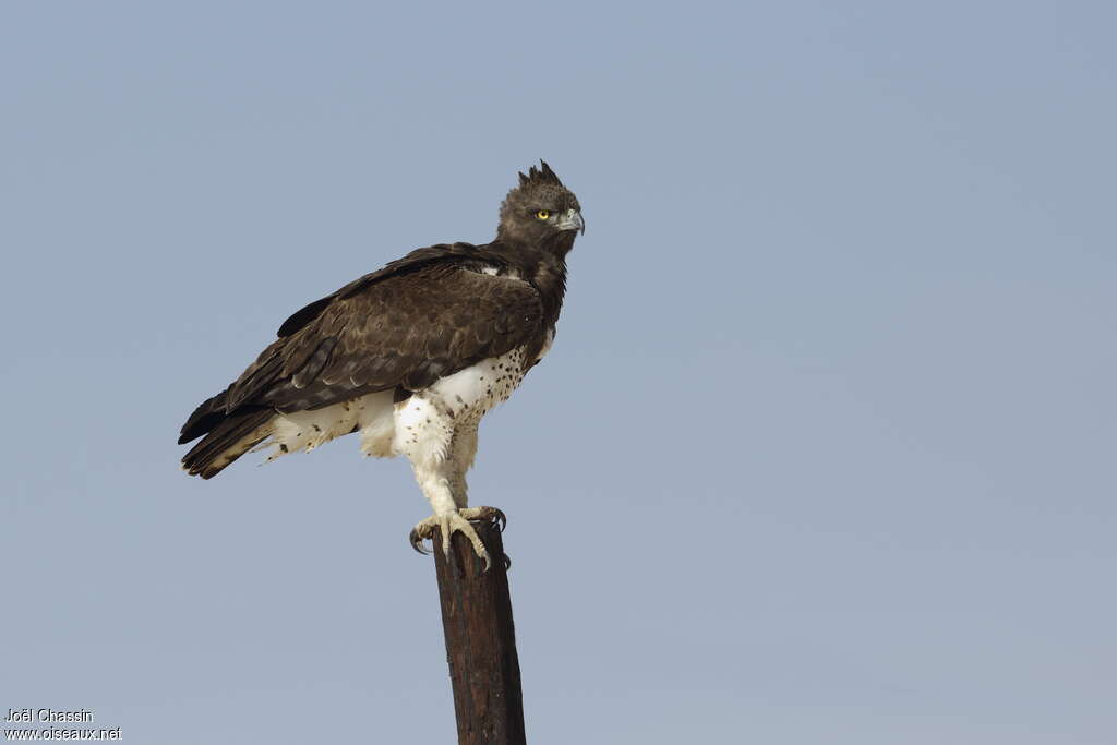 Aigle martialadulte, identification