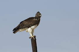 Martial Eagle