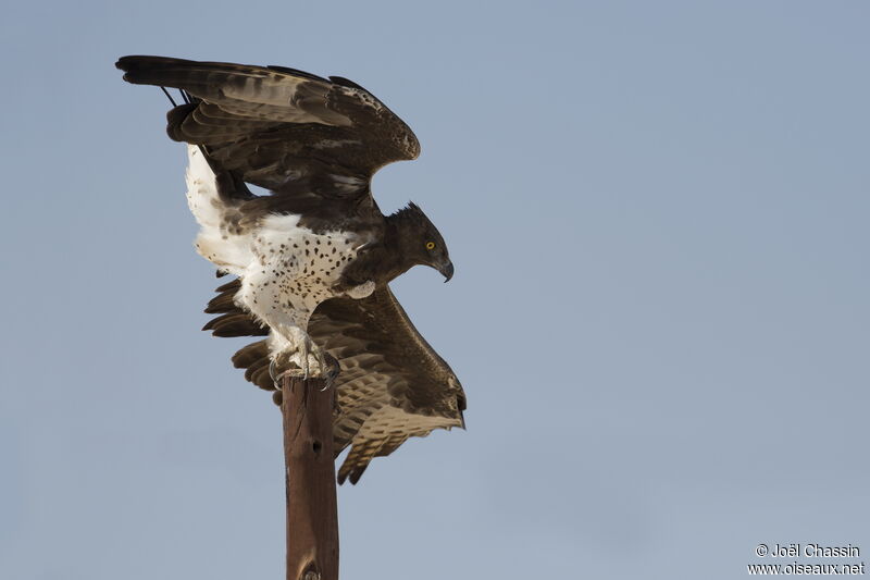 Martial Eagle, identification