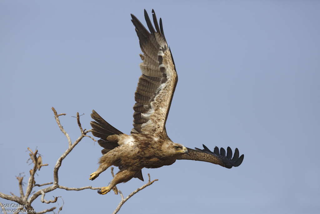 Aigle ravisseur, Vol