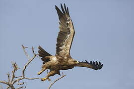 Aigle ravisseur